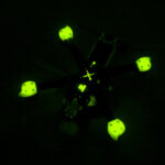 Frame Freestyle XL5 V5.1 - Imagen 8